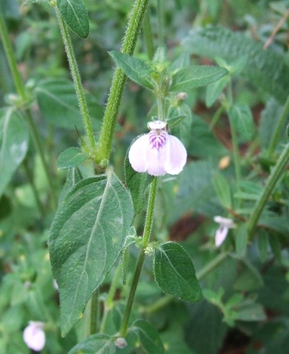 Justicia protracta subsp. protracta image