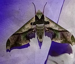 Adhemarius dariensis