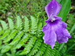 Roscoea alpina