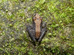 Pristimantis cruentus