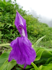 Roscoea purpurea
