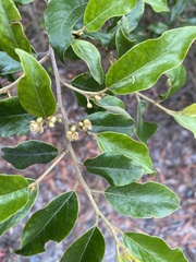 Petalostigma triloculare