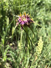 Tragopogon porrifolius porrifolius