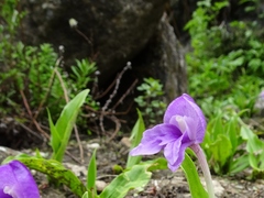 Roscoea