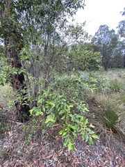 Petalostigma triloculare