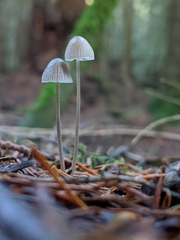 Mycena alcalina