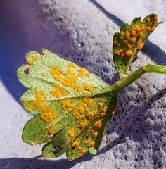 Puccinia oxalidis