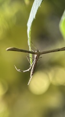 Emmelina monodactyla