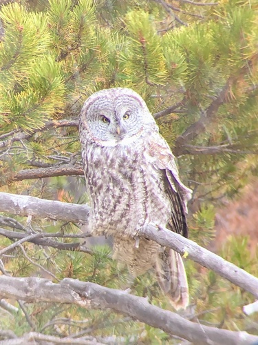 Great Gray Owl photographed in Wyoming