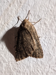 Onychora agaritharia