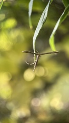 Emmelina monodactyla