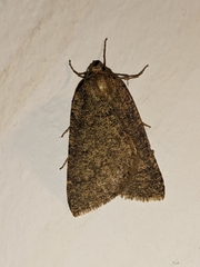 Onychora agaritharia