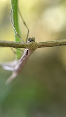 Emmelina monodactyla
