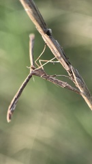 Emmelina monodactyla