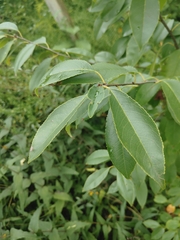 Prunus