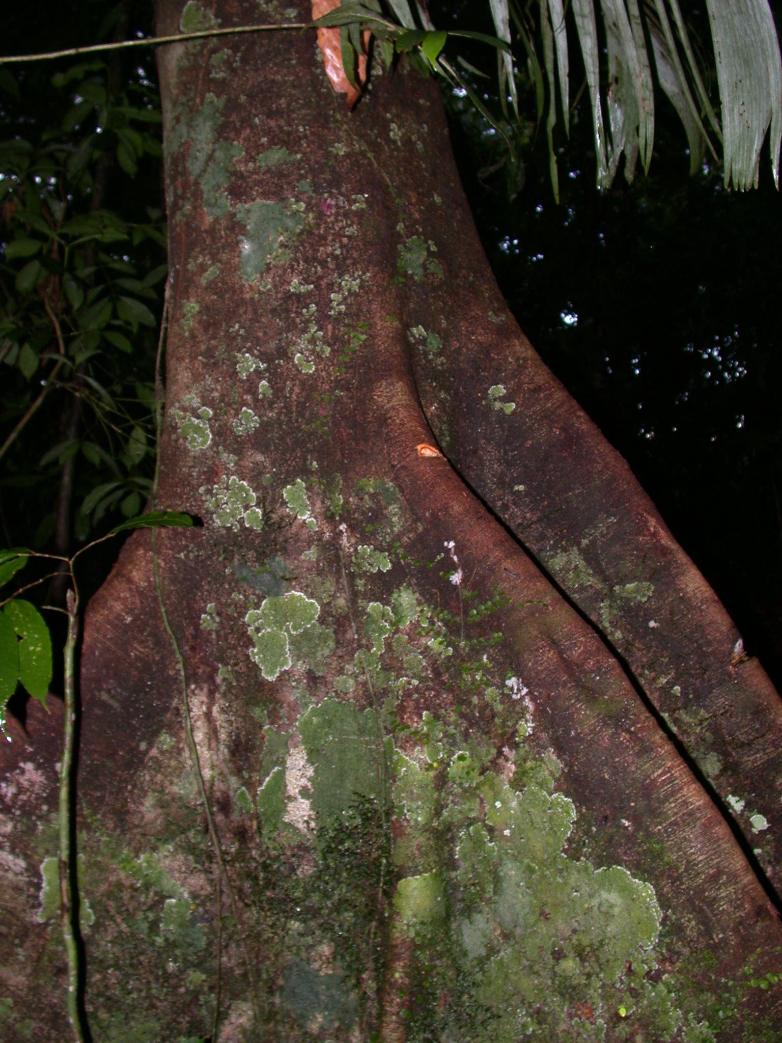 Dialium Guianense (Dialium guianense)