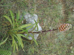 Digitalis ferruginea