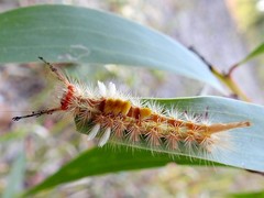 Orgyia australis
