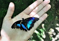 Prepona laertes octavia