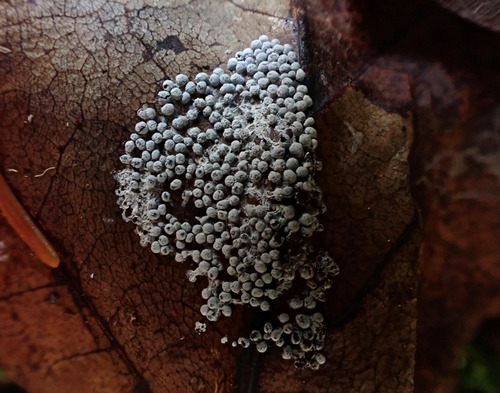 Representative image of Diderma cinereum