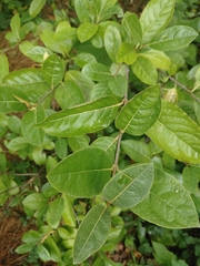 Viburnum