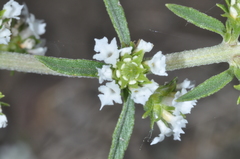 Lippia turbinata