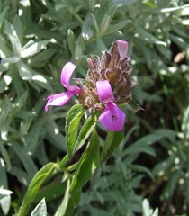 Justiciinae