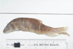 Yaqui Sucker photo 3