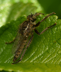 Dysmachus trigonus