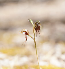 Pterostylis cheraphila