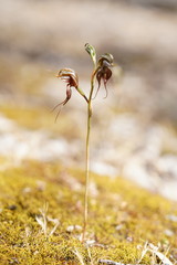 Pterostylis cheraphila