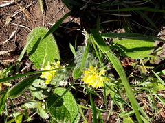 Leobordea divaricata