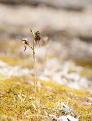 Pterostylis cheraphila