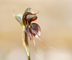 Pterostylis cheraphila