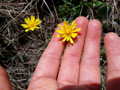 Crepis hypochaeridea
