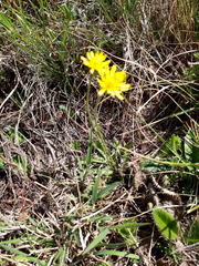 Crepis hypochaeridea