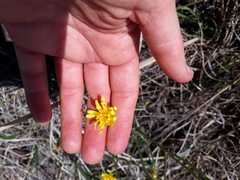 Crepis hypochaeridea