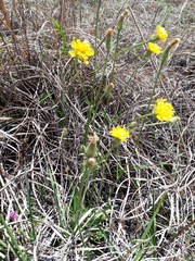 Crepis hypochaeridea