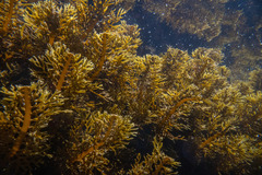 Carpophyllum plumosum