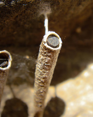 Arctopoda maculosa