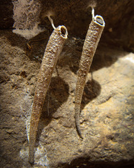 Arctopoda maculosa