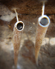 Arctopoda maculosa
