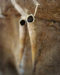 Arctopoda maculosa