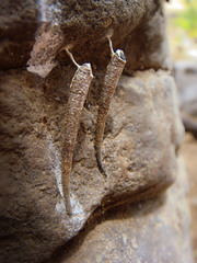 Arctopoda maculosa