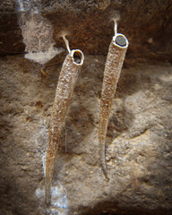 Arctopoda maculosa