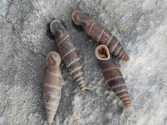 Carinigera dextrorsa