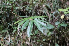 Alpinia arundelliana
