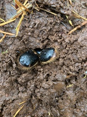 Pleocoma dubitabilis dubitabilis