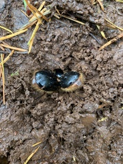 Pleocoma dubitabilis dubitabilis