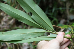 Alpinia arundelliana